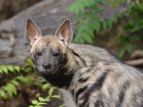 The Online Zoo - Striped Hyena