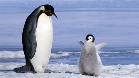 penguins, Birds, Baby Animals, Ice Wallpapers HD / Desktop and Mobile ...