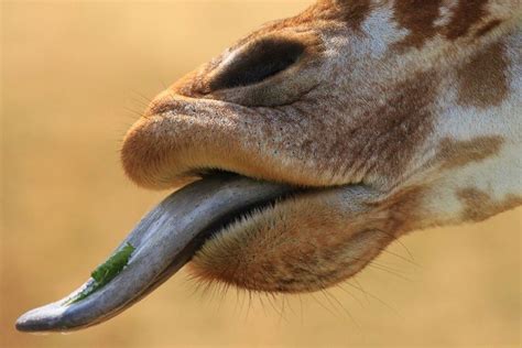 Giraffe Tongue (Explored) | Giraffe tongue, Giraffe, Cute animal photos