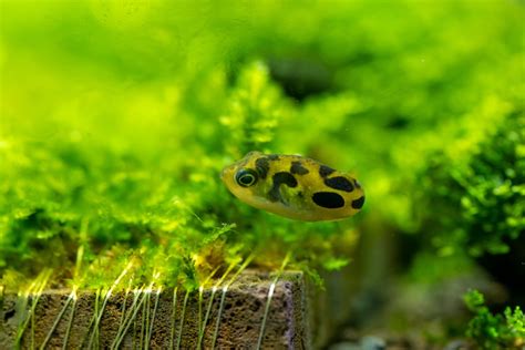 Keeping a Pea Puffer Aquarium: The Ultimate Guide