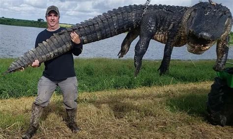 Biggest Real Alligator In The World