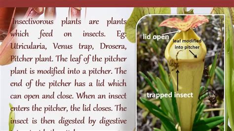 Heterotrophic Nutrition - Insectivorous and Symbiotic Nutrition || Nutrition in Plants ...