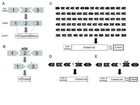 Schematic overview of myostatin and dystrophin exon skipping. The... | Download Scientific Diagram