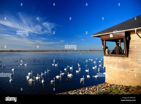 People watching Mute and Whooper swans Observatory WWT Welney Washes National Bird Reserve ...