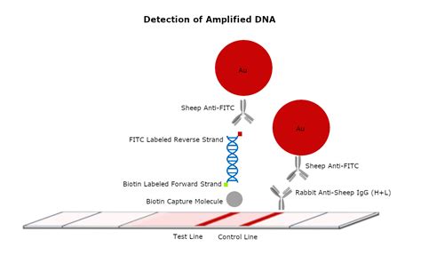 Universal Lateral Flow Assay Kit | Cytodiagnostics Inc