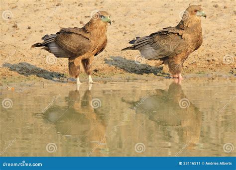 Eagle, Bateleur Young - Wild Raptors Reflection and Background from Africa Stock Image - Image ...