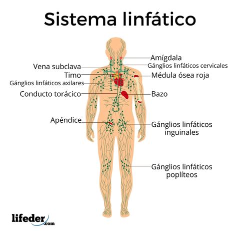 Sistema biológico: concepto, características y ejemplos