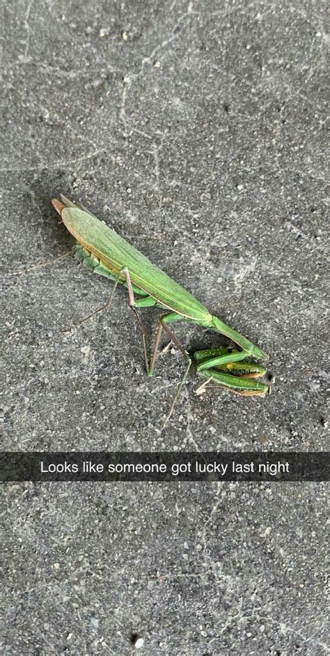 Pin by Debra Mikalauskas on Praying Mantis | Daily funny, Strange ...