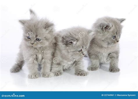 Three Cute Kittens Stock Image - Image: 22744961