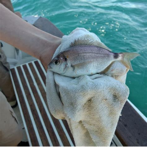 Bream Identification Help Please | World Sea Fishing Forums