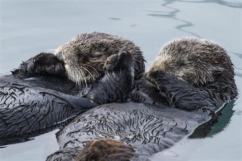 Southern Sea Otters Holding Hands | Enhydra lutris nereis, M… | Flickr