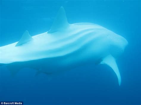 Pictured: A majestic rare albino whale shark graces the ocean | Daily ...