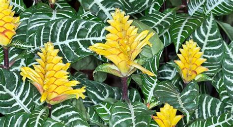 Aphelandra squarrosa - Monaco Nature Encyclopedia