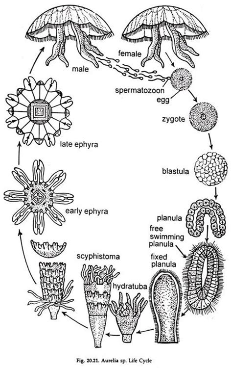 Hydra Life Cycle Diagram