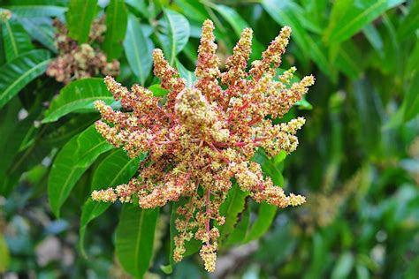 mango flowers - Buy Organic Raw Pure Honey Online | Best Raw Pure Honey | Honey By Nature