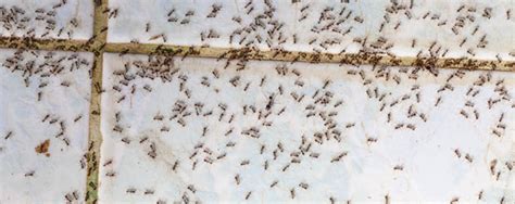 When to Call an Ant Exterminator | Ant Extermination | Los Angeles CA