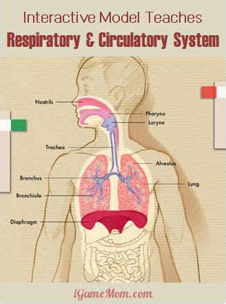 Interactive App that Teaches the Circulatory and Respiratory Systems