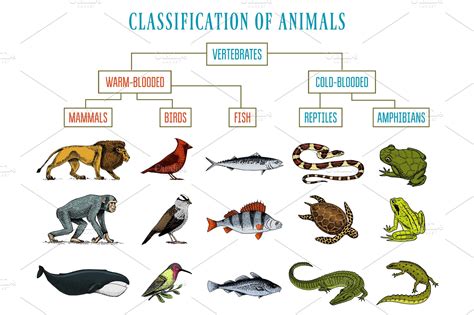 Classification of Animals. Reptiles amphibians mammals birds. Crocodile ...