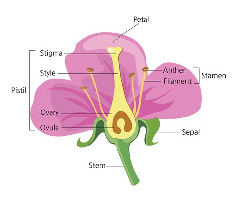 Answer Key Flower Structure And Reproduction Worksheet Answers Coloring ...