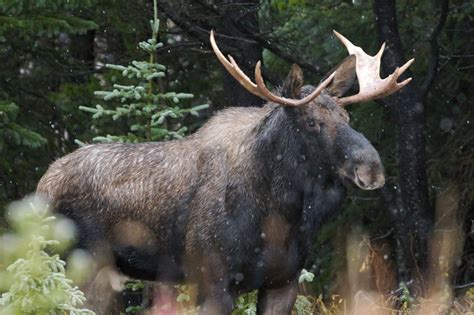 The Symbol of Canada's Native Wildlife: Facts About the Moose - Animal Sake