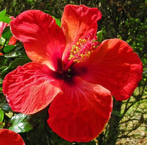 HIBISCUS ROSA-SINENSIS |The Garden of Eaden