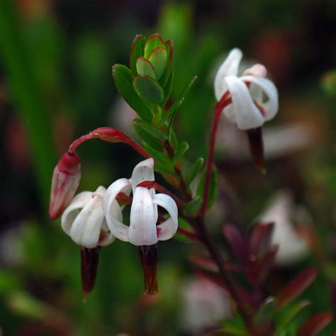 Cranberry Flowers | Some pictures from the Native Plant Sale… | Flickr