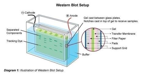 Western blot (Inmunoblot) : Electroforesis en gel para proteínas 2022 ...