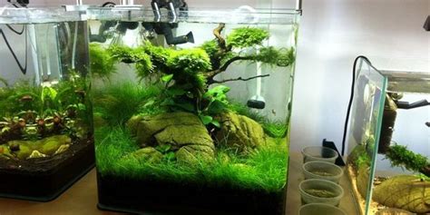 Introduction to Nano Aquariums | The Aquarium Guide