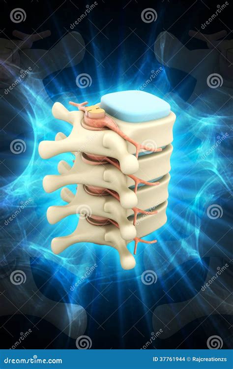 Spinal Column With Nerves And Discs Stock Illustration - Illustration of anatomy, isolated: 37761944