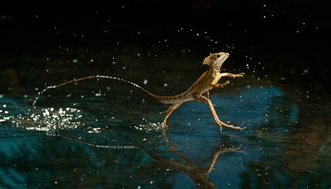 El lagarto ‘Caminante Sobre el Agua’