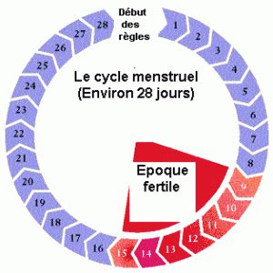 Comprendre le cycle menstruel-ovulation