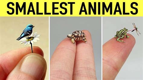 Smallest Animals in The World - YouTube