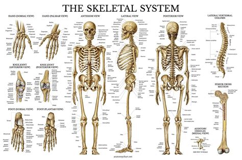 Everything you need to know about Human Skeleton System - Himalayan Yoga Association | Human ...