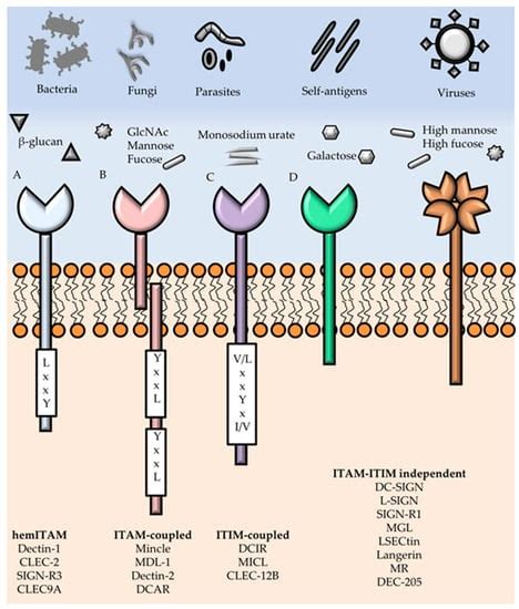 Viruses | Free Full-Text | Myeloid C-Type Lectin Receptors in Viral ...