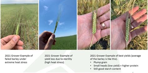 2021 North American Barley Crop Report | BSG | Blog