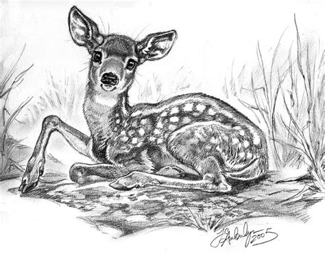 277 best FAWN SKETCHES images on Pinterest | Deer art, Art drawings and Draw