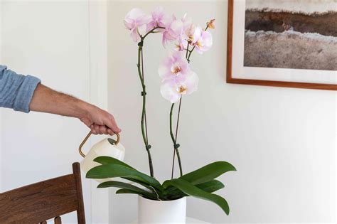 How to Get Orchids to Bloom and Rebloom