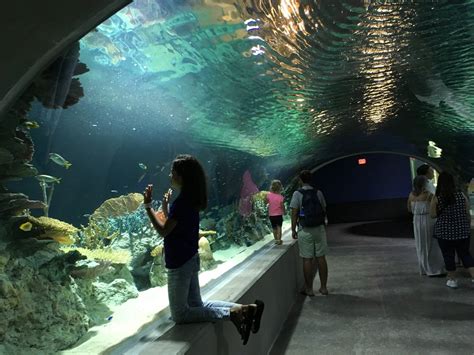 Odysea Aquarium in Scottsdale, Arizona - Kid-friendly Attractions ...