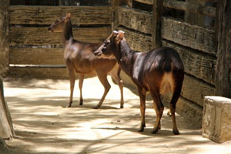 Philippine brown deer (Rusa marianna) - ZooChat