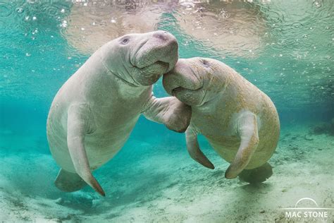 Mac Stone Photography Blog: Crystal River - Three Sisters Spring