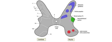 Term: Substantia gelatinosa - NeuroPetVet