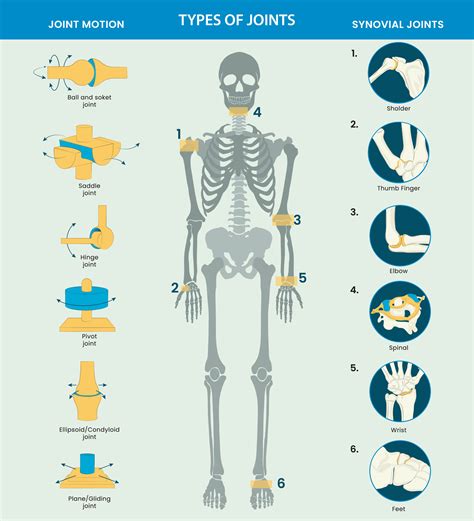 Types of Human body joints consist Ball, hinge, pivot, gliding, and saddle, facilitate movement ...