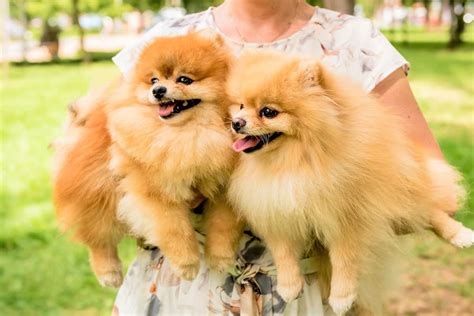 10 Best Pomeranian Rescues for Adoption (2024): Our Top 10 Picks!