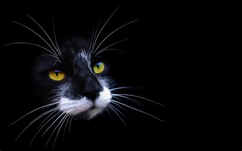 Wallpaper : cat, face, color, shadow, dark 2560x1600 - goodfon - 668272 ...