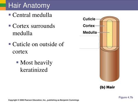 PPT - Appendages of the Skin PowerPoint Presentation, free download - ID:1999684