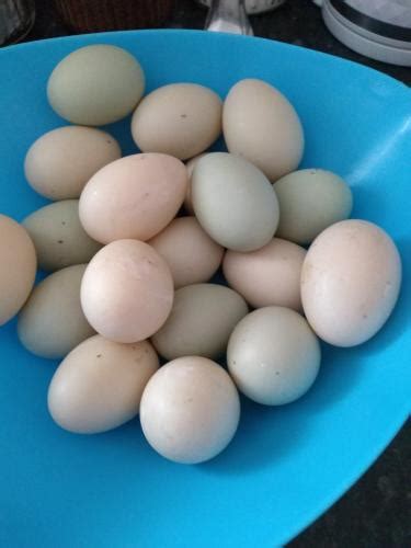 fertile Indian runner duck eggs For Sale in Chesterfield, Derbyshire | Preloved