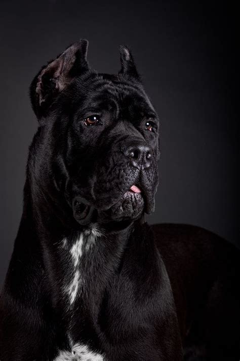 Portrait of a Black Dog by KOFEstudio.deviantart.com