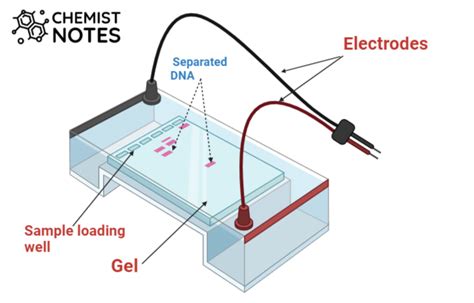 Gel Electrophoresis: Easy Principle, media,6 types, application - Chemistry Notes