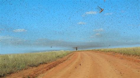 Locusts and Swarming: Mathematical Model Explains Behavior [VIDEO] | Nature World News