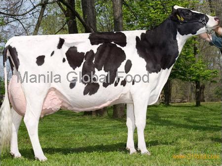 Live Dairy Cows and Friesian Holstein Cow for Sale,Philippines Holstein ...